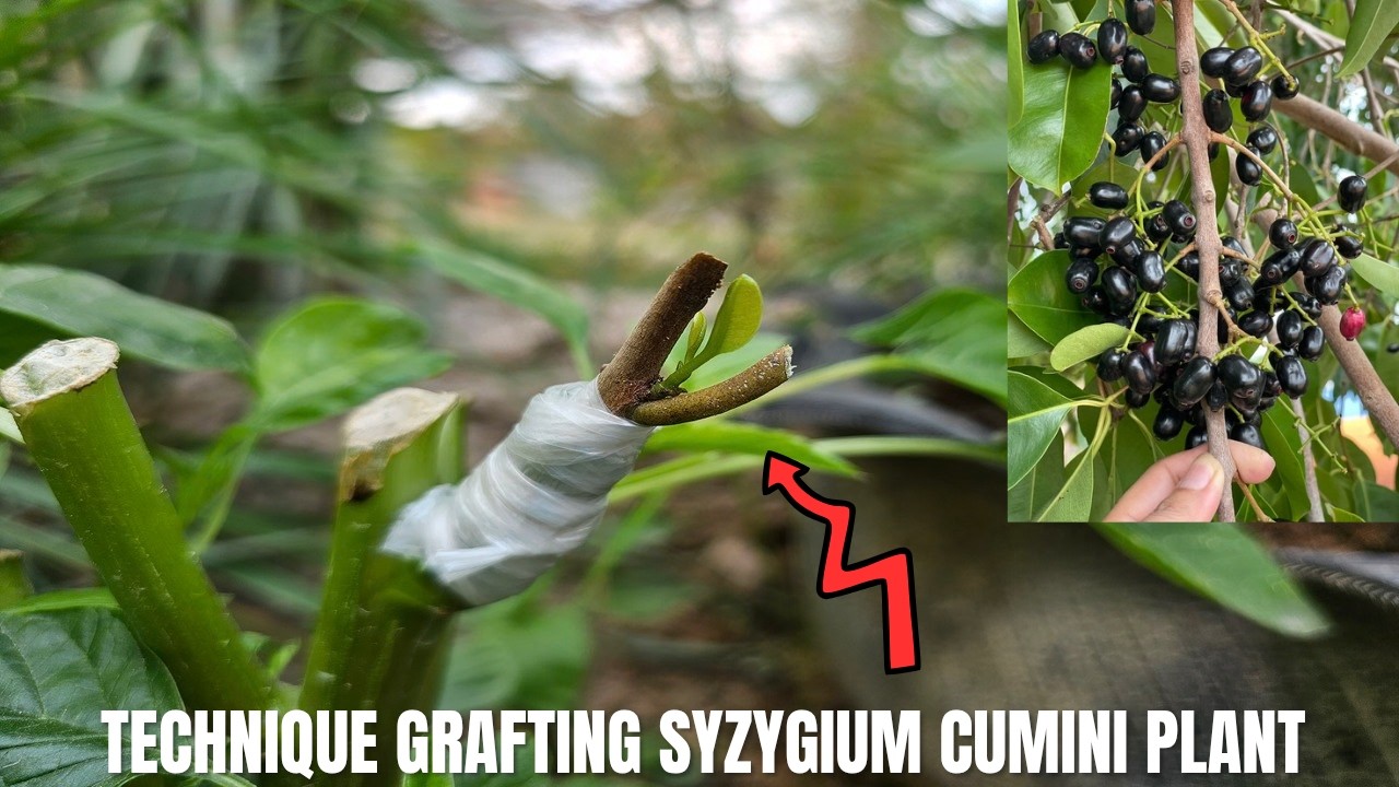 TECHNIQUE GRAFTING SYZYGIUM CUMINI PLANT