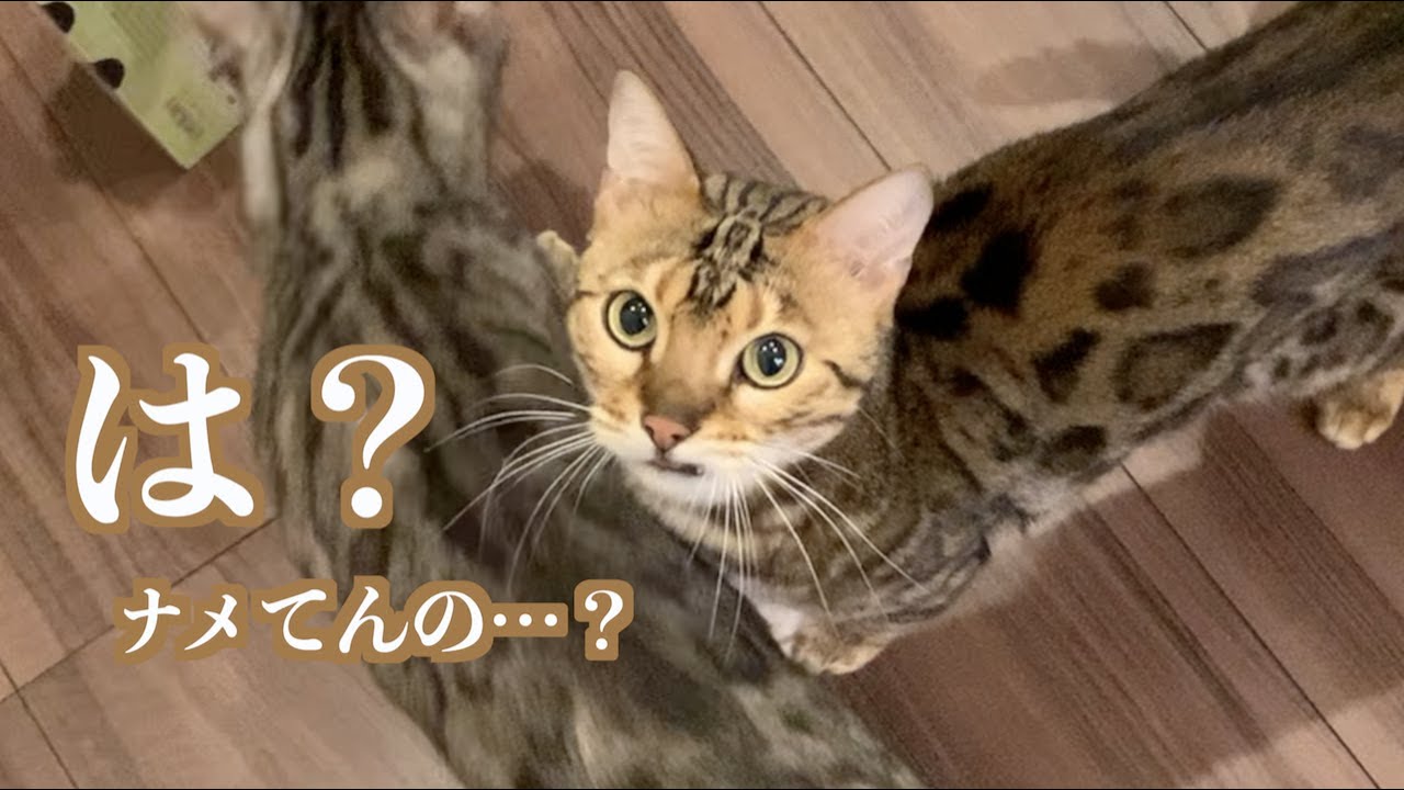 牛乳が飲みたすぎて水で騙されるチョロい猫たち