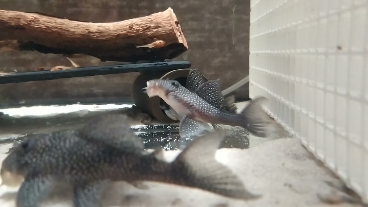 Hypancistrus sp. L136