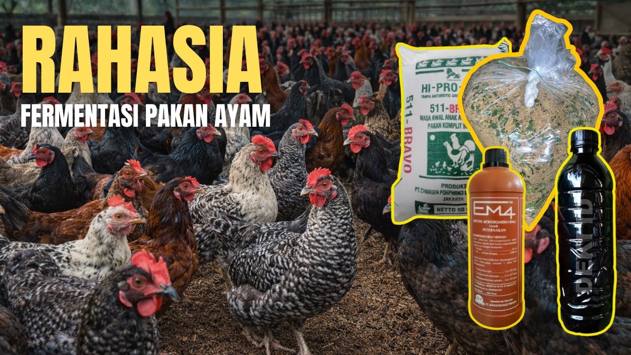 Cara Fermentasi Pakan Ayam Supaya Hemat & Cepat Gemuk
