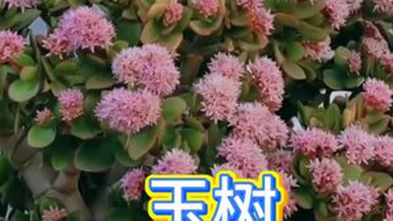 #玉树 #养花小知识