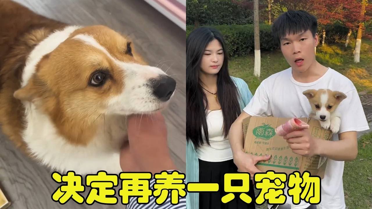 小七被人用毒气毒死，决定和女朋友再养一只小狗！vlog博主最难过的一天【勋勋】