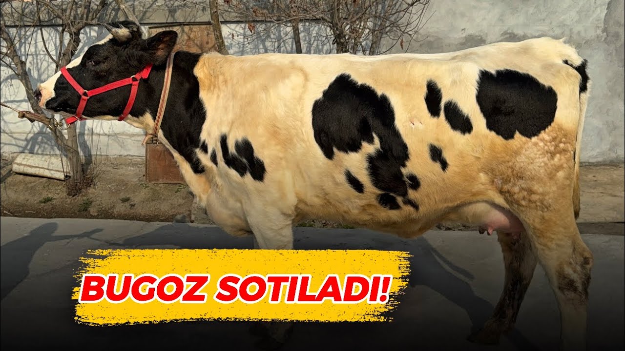 🤩YETUK✅BUGOZ🔥SOTILADI💰🏃‍➡️🏃‍➡️