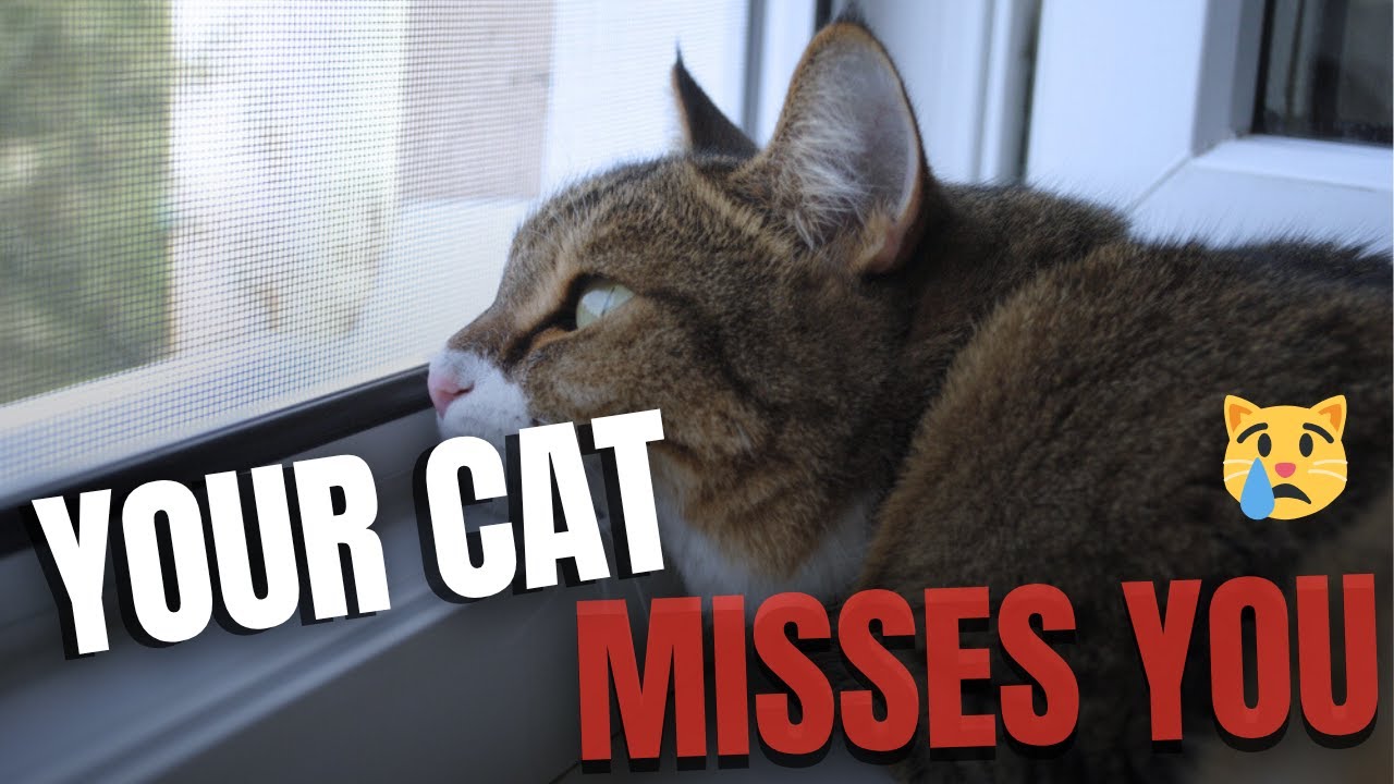 The Emotional Secrets of Felines Do Cats Miss Their Owners When They Are Away