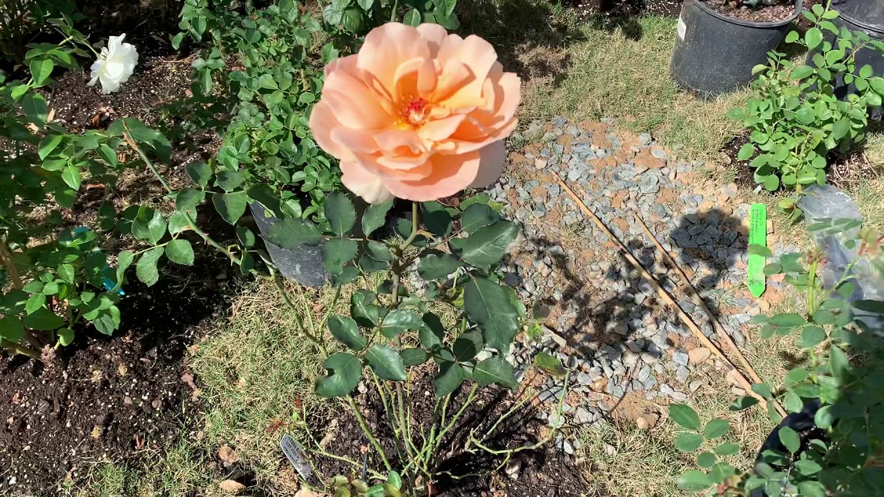 Rose Just Joey Review