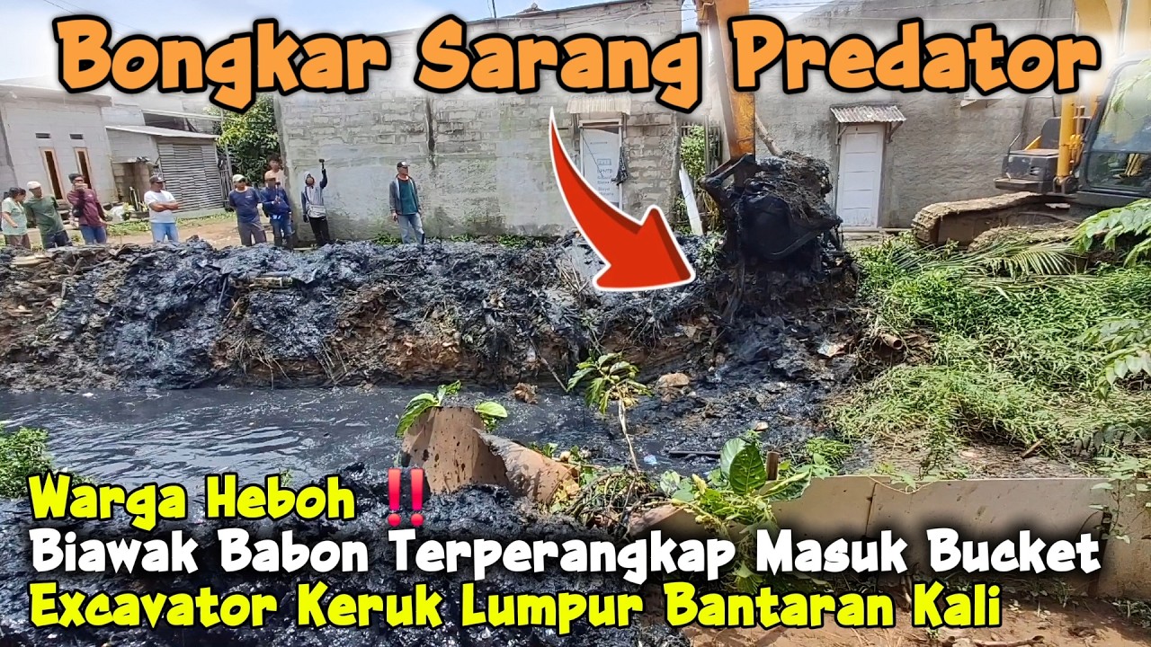 Ga Nyangka Ini Sarangnya ‼️ Dibalik Semak Bantaran Kali Muncul Biawak Babon Masuk Bucket Excavator