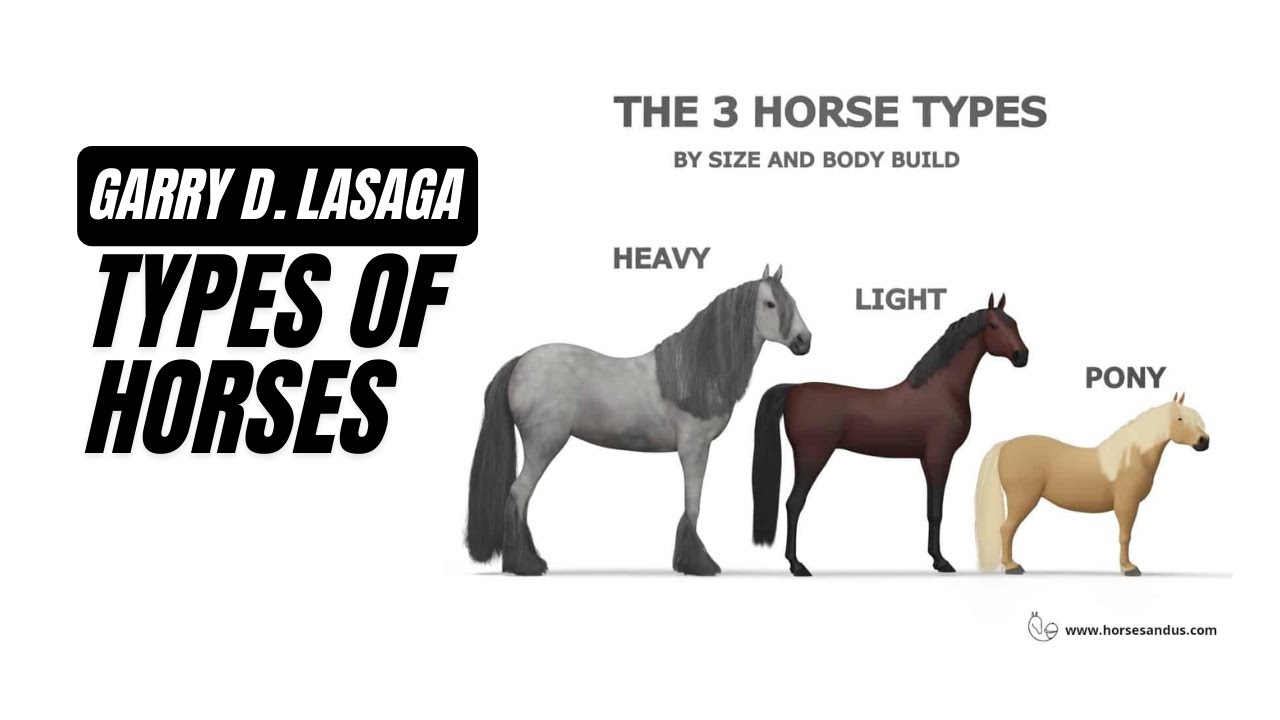 ZOOTECH 227 | Types of Horses | AY 2022-2023 (2)