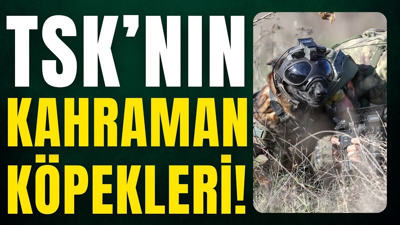 17 aylık zorlu eğitimden sonra arazideler! Kahraman köpekler TSK'da