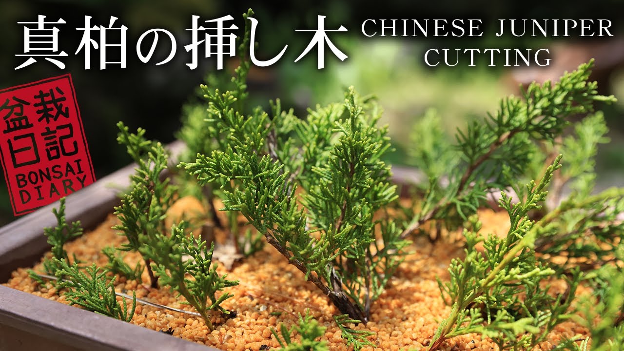 真柏の挿し木 挿木初心者にピッタリ！ 【Bonsai diary 盆栽日記 5/9】初心者の簡単盆栽の作り方 育て方 Chinese juniper bonsai beginner EOS R5 撮影