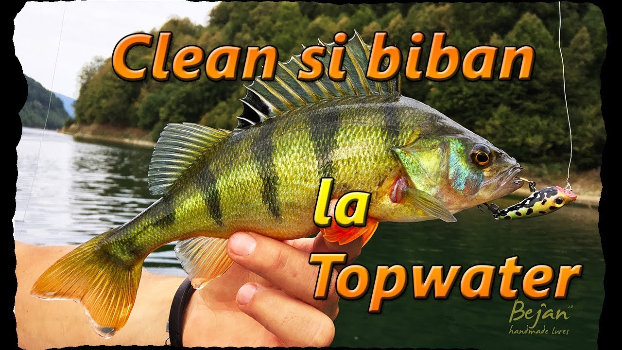 Clean si Biban la Topwater / Chub and Perch Topwater fishing