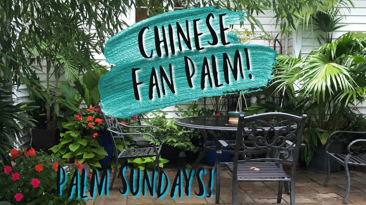 Palm Sundays! Chinese Fan Palm | The Barefooted Gardener 