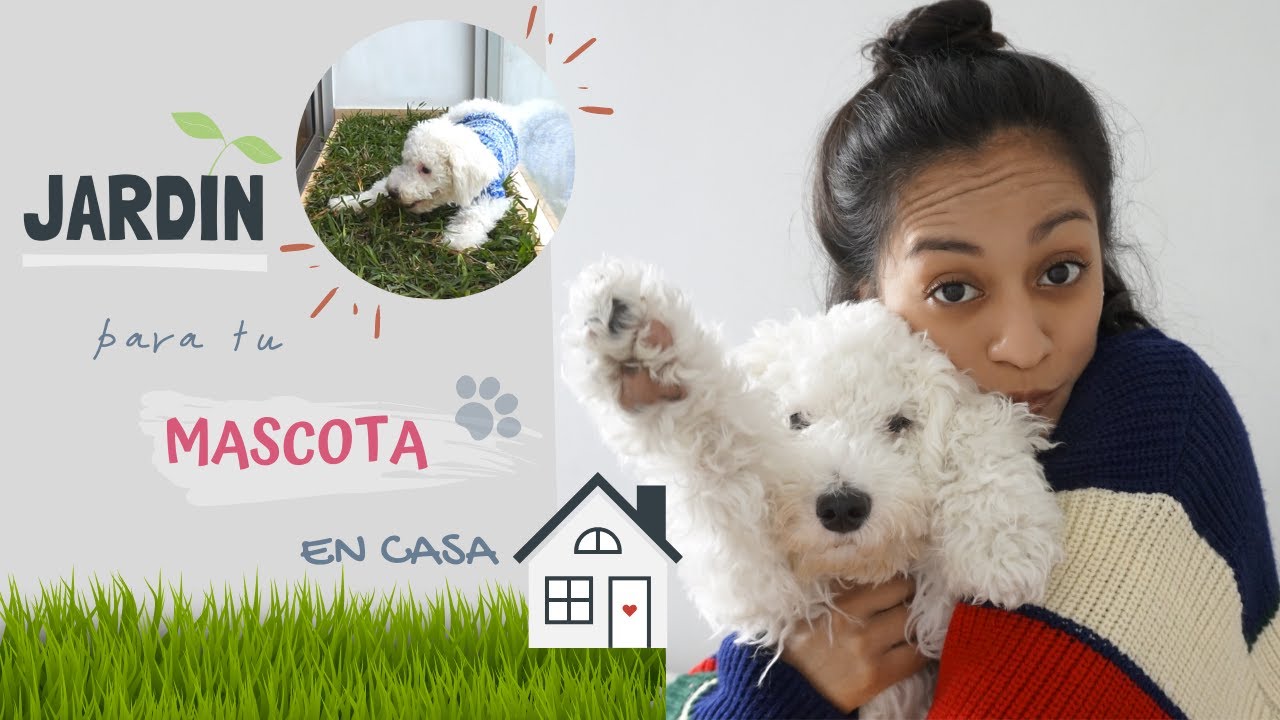 ¡CREA UN JARDIN Y BAÑO PARA TU MASCOTA! - #DIY