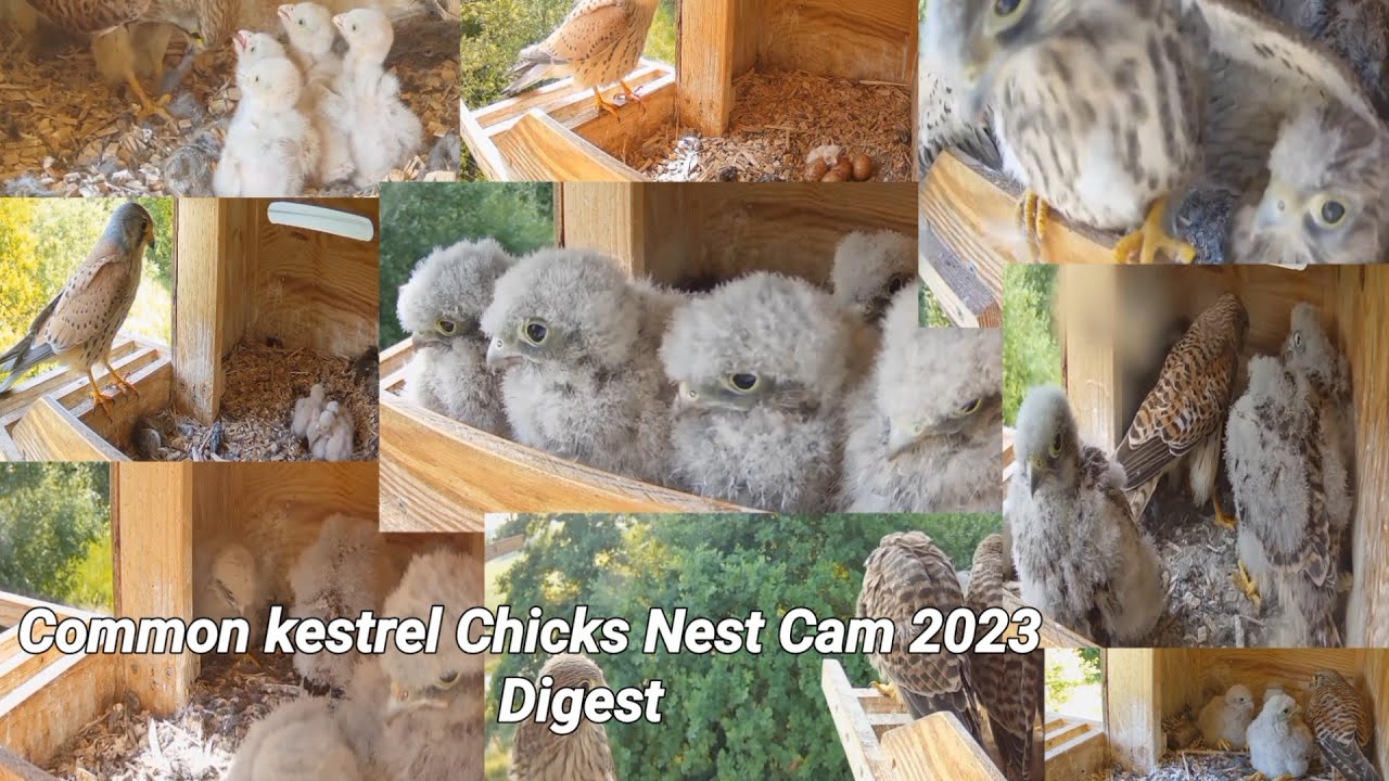 Common kestrel Chicks Nest Cam 2023 Digest