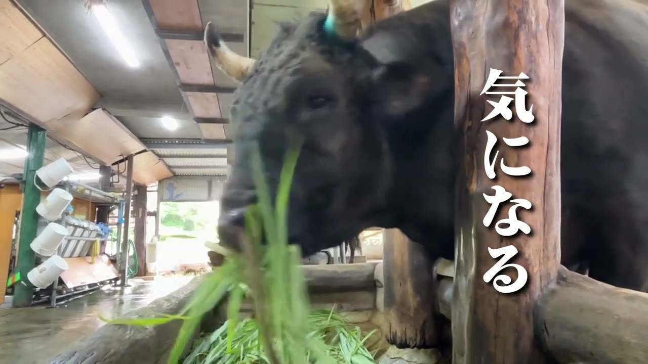 気になる闘牛