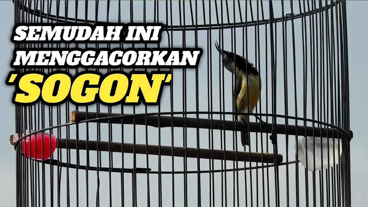 TERNYATA GACORKAN SOGON SEGAMPANG INI‼️Lihat Triknya
