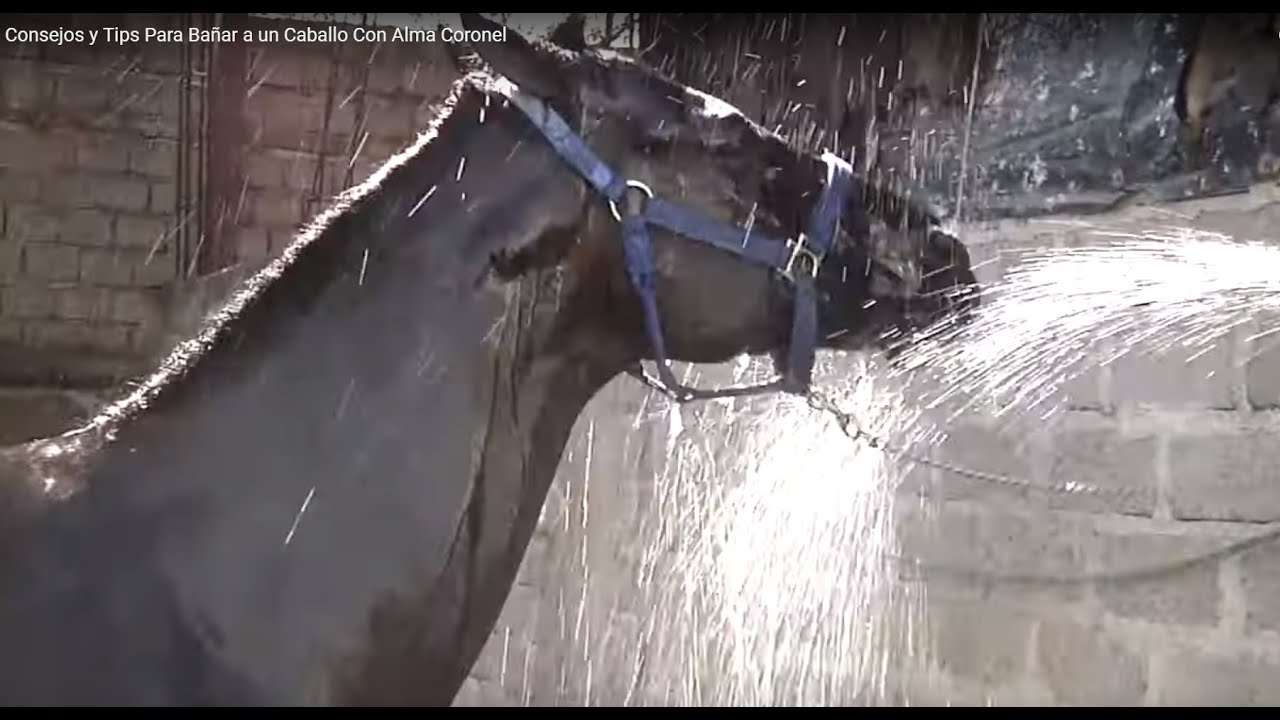 Consejos y Tips para Bañar a un Caballo Con Alma Coronel