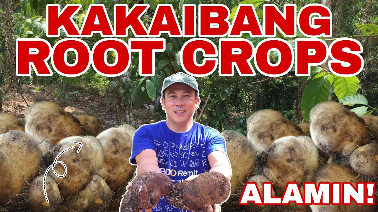 HARVESTING LESSER-YAM (TUGI ROOT CROPS) | Biyaherong Batangueno