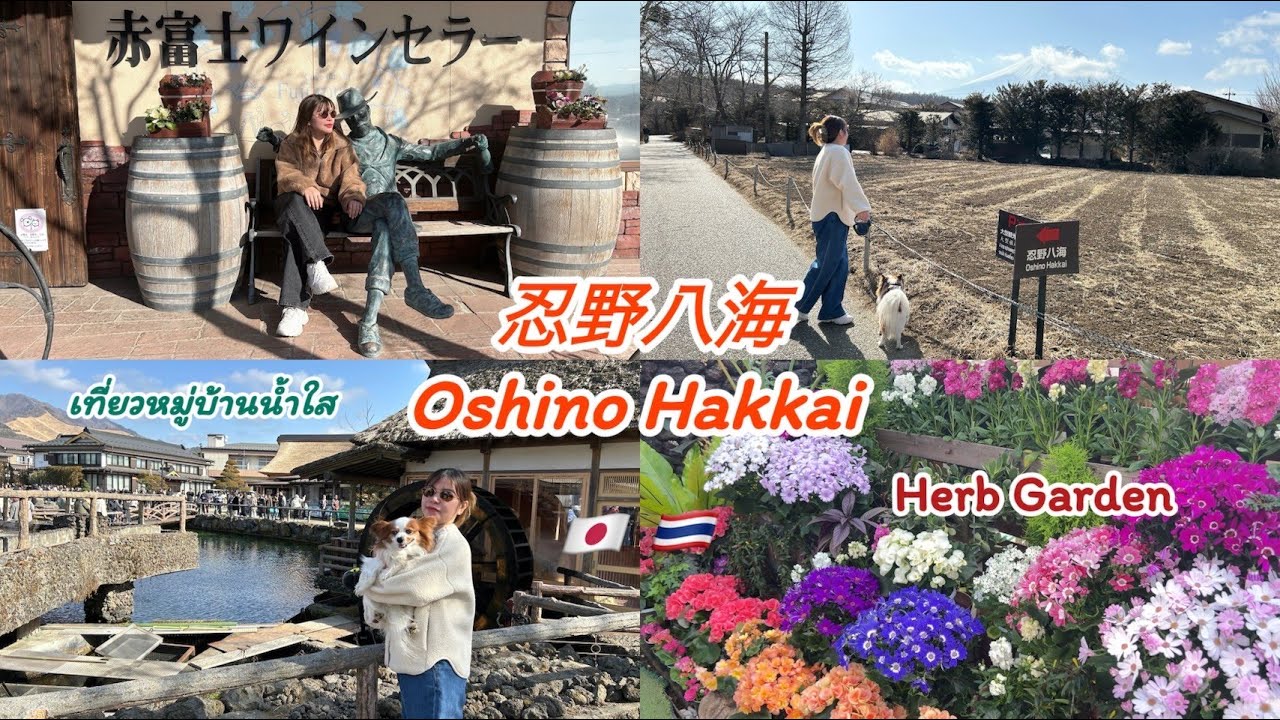 オートキャンプFUJICHU 2,3日目 ジビエセンター 河口湖ハーブ庭園 赤富士ワインセラー 忍野八海 เที่ยวหมู่บ้านน้ำใสชมสวนดอกไม้บรรยากาศดีมาก