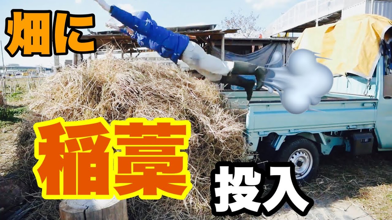 新しい田んぼからの稲わらの運搬【畝の手入れ稲わらマルチ】2021年1月18日