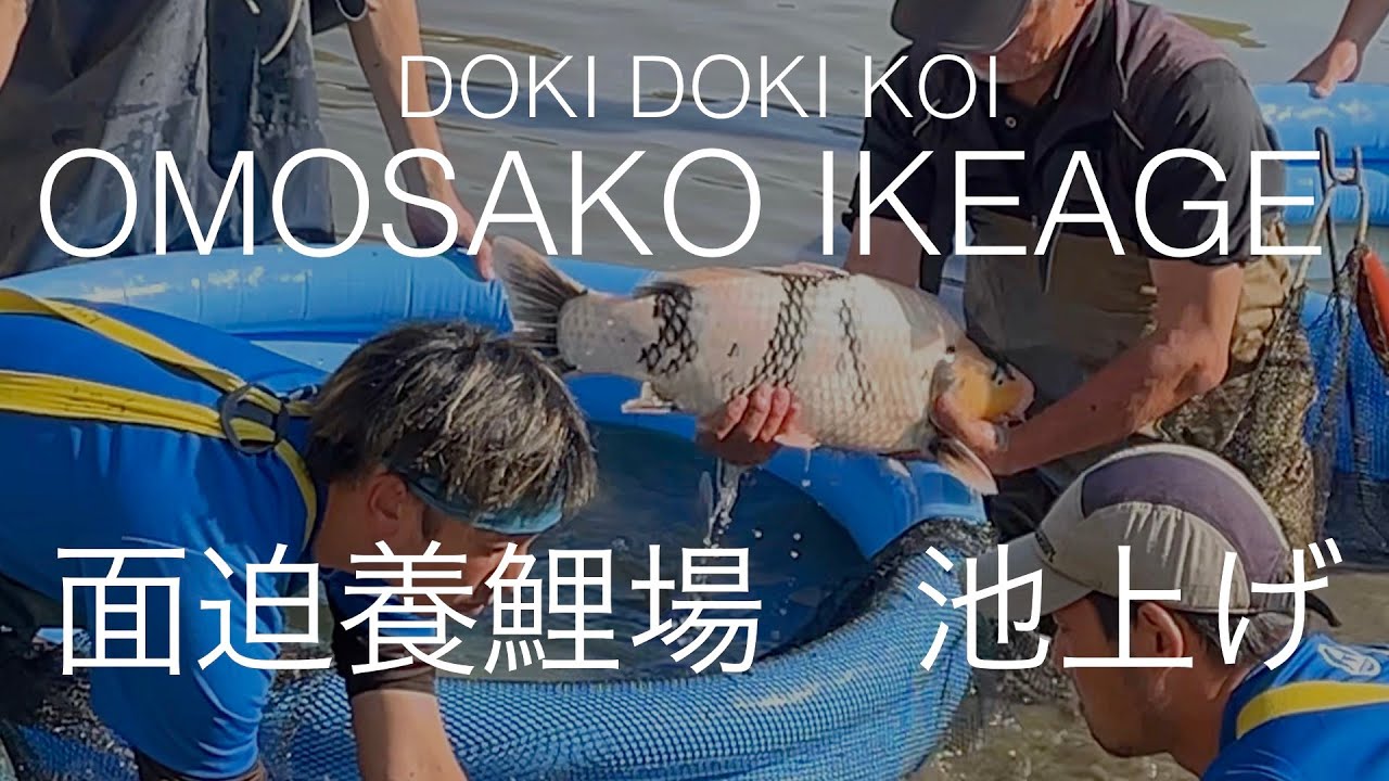 [Omosako Koi Farm Ikeage  面迫養鯉場の池上げ] DOKI DOKI KOI episode 1 Ikeage