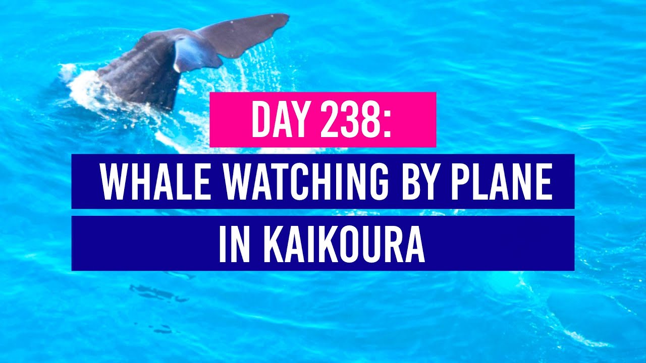 DAY 238 🐋 Whale Watching by Plane in Kaikoura! - New Zealand Travel