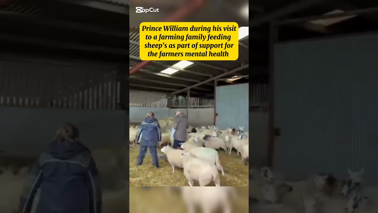 Prince William fed sheep during his visit to Bridge Farm End on awareness on farmers mental health
