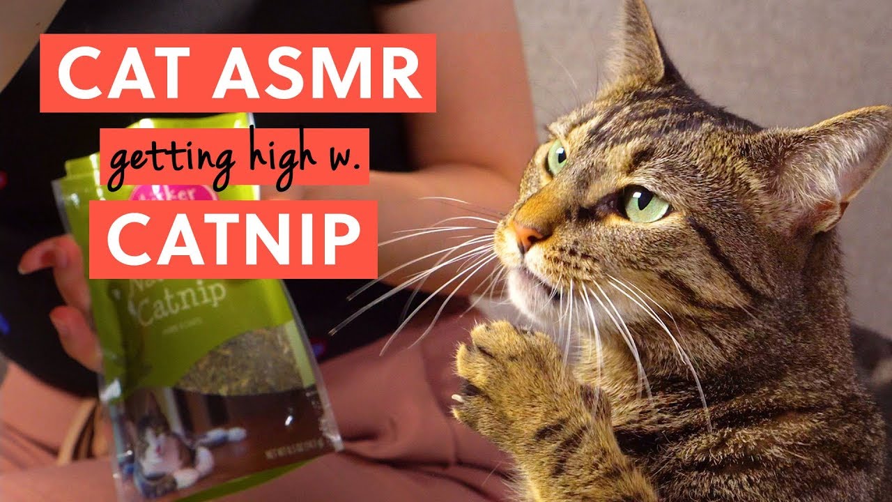 #ASMR - Cat Eating Wet Food & #Catnip | BAO After Work