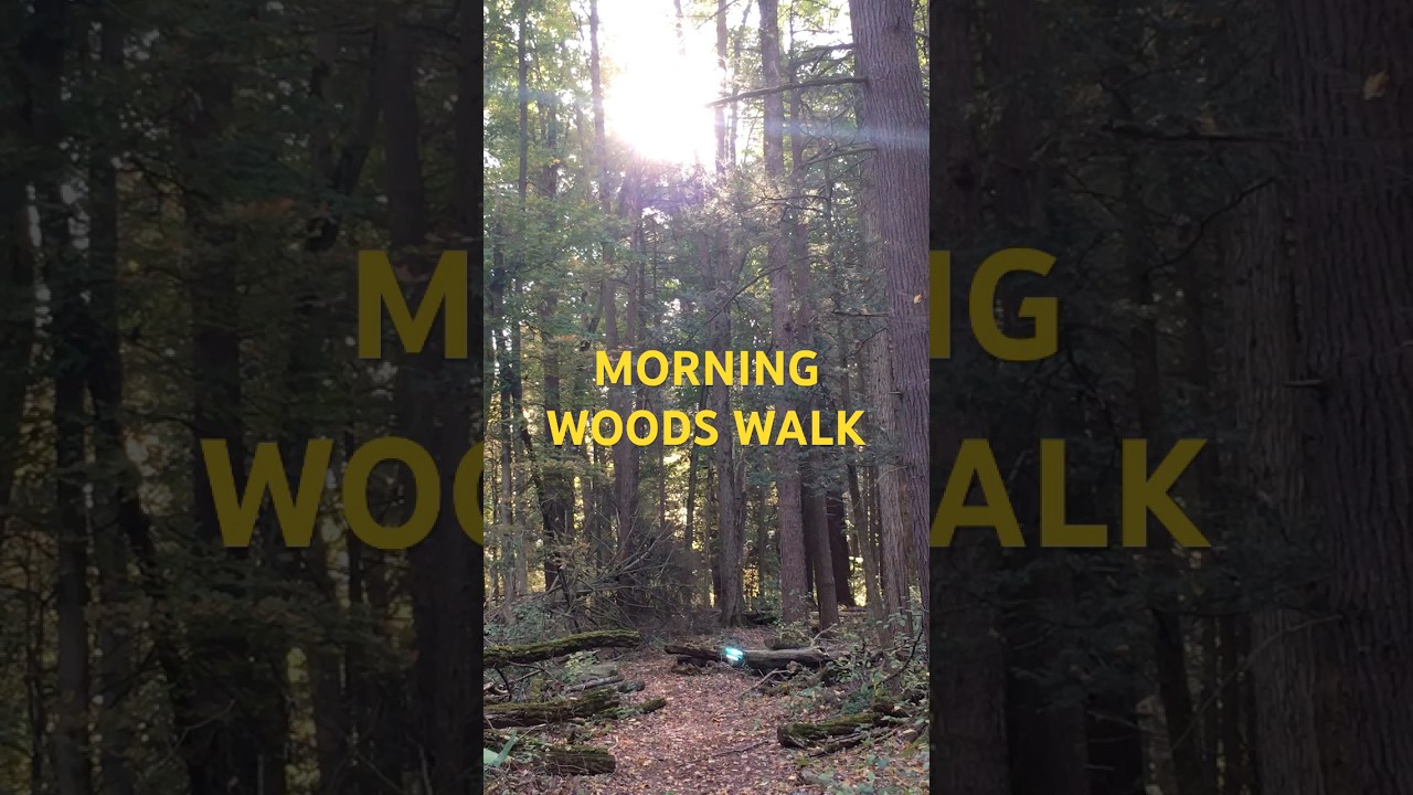 VIRTUAL WALK SUNRISE WOODS(Treadmill Scenery) 