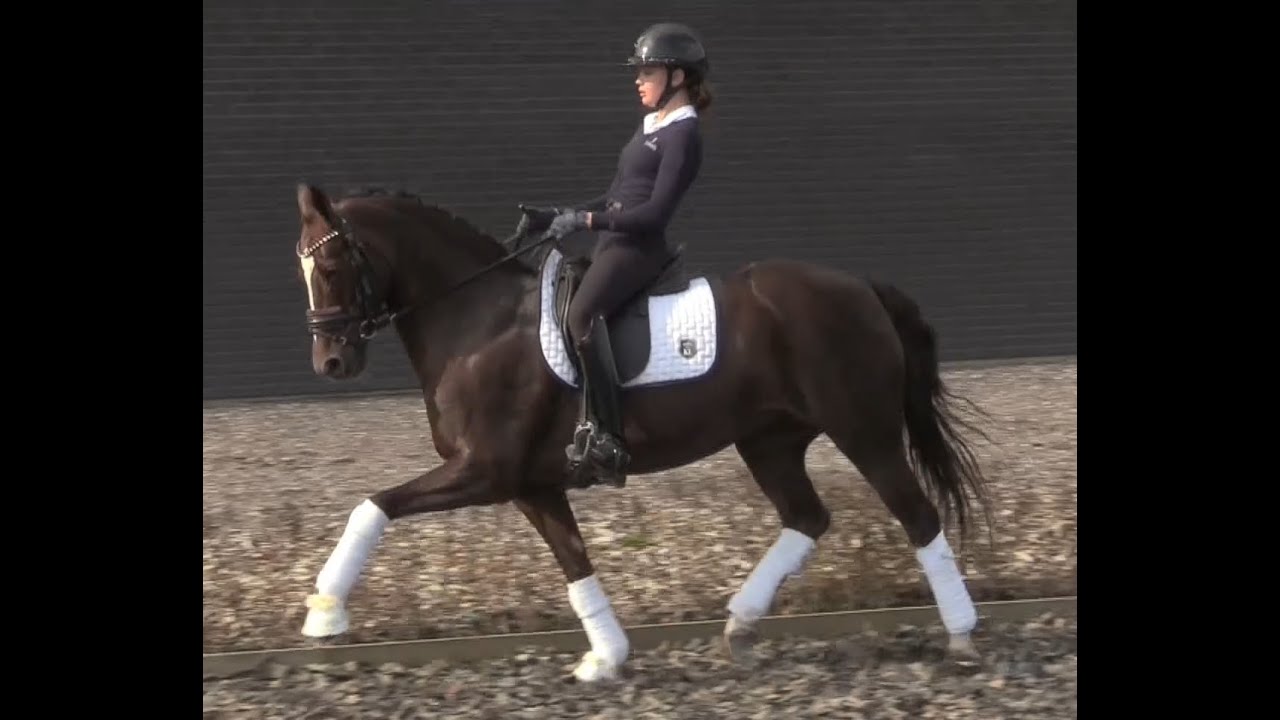 Top FEI Pony