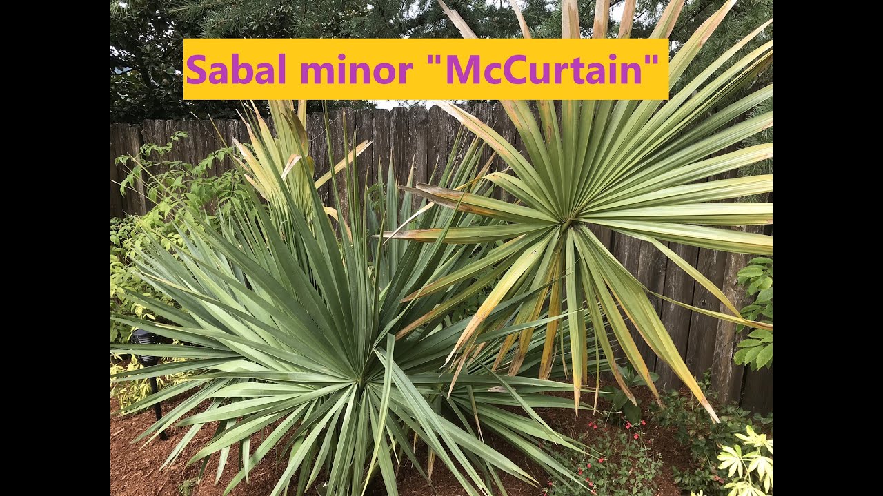 Sabal Minor 