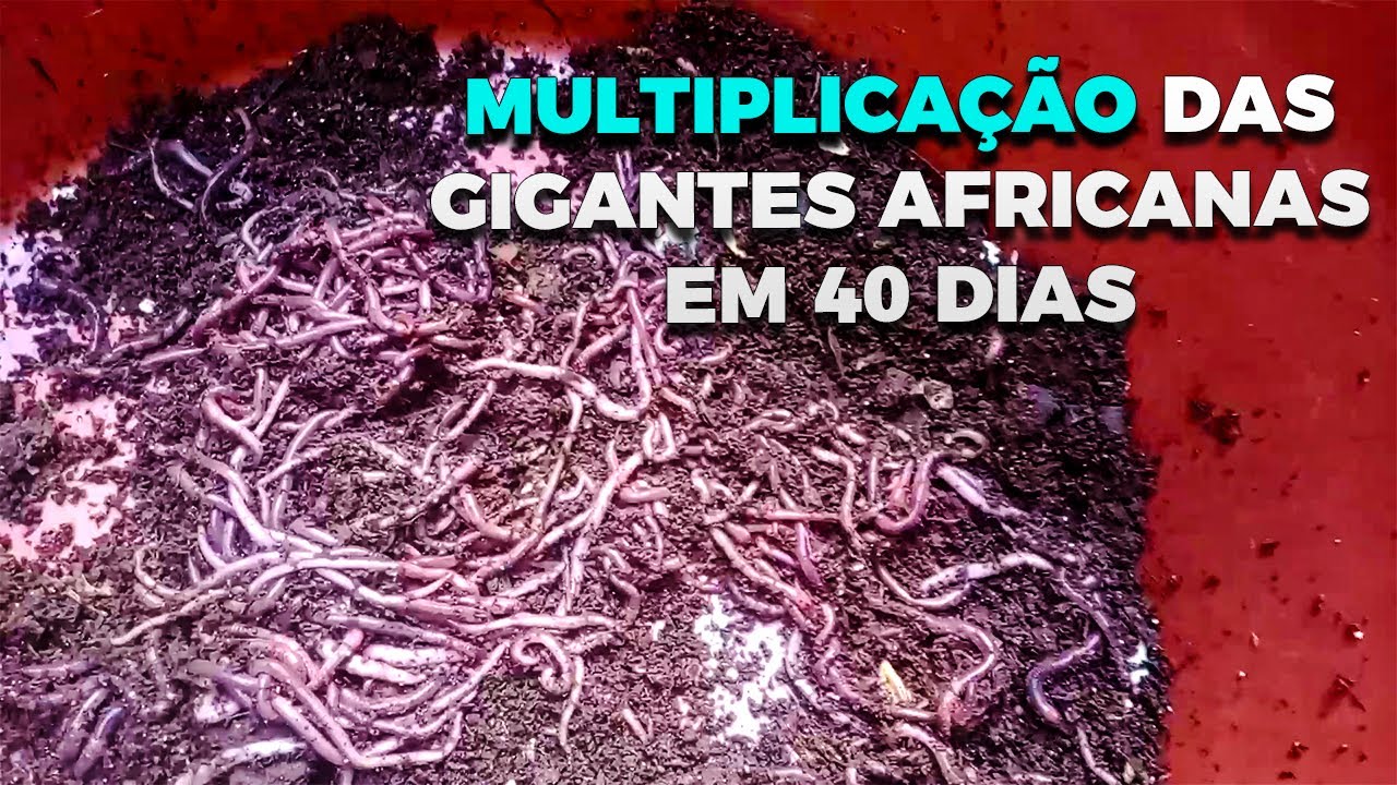 COMO MULTIPLICAR SUAS GIGANTES AFRICANAS