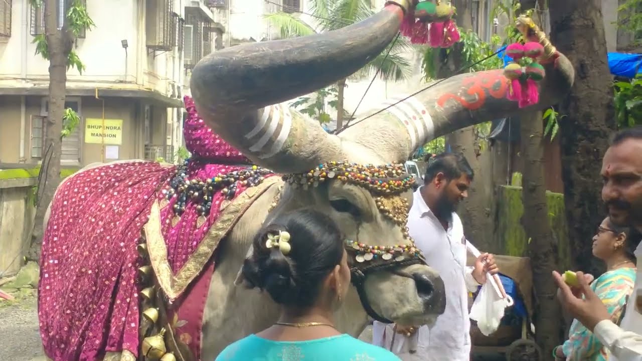 खूप मोठा नंदी बैल 