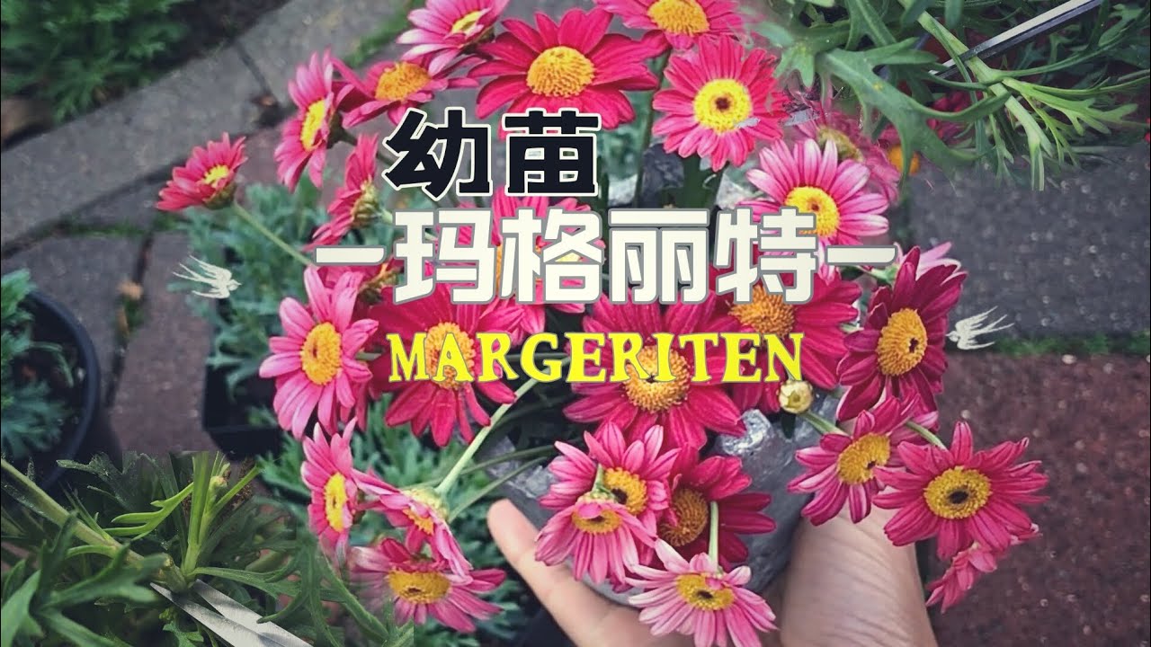 买回来的玛格丽特幼苗想爆花就要这么做/该不该修剪以及如何修剪/精剪的步骤和注意事项/Margeriten schneiden/04.06.2022