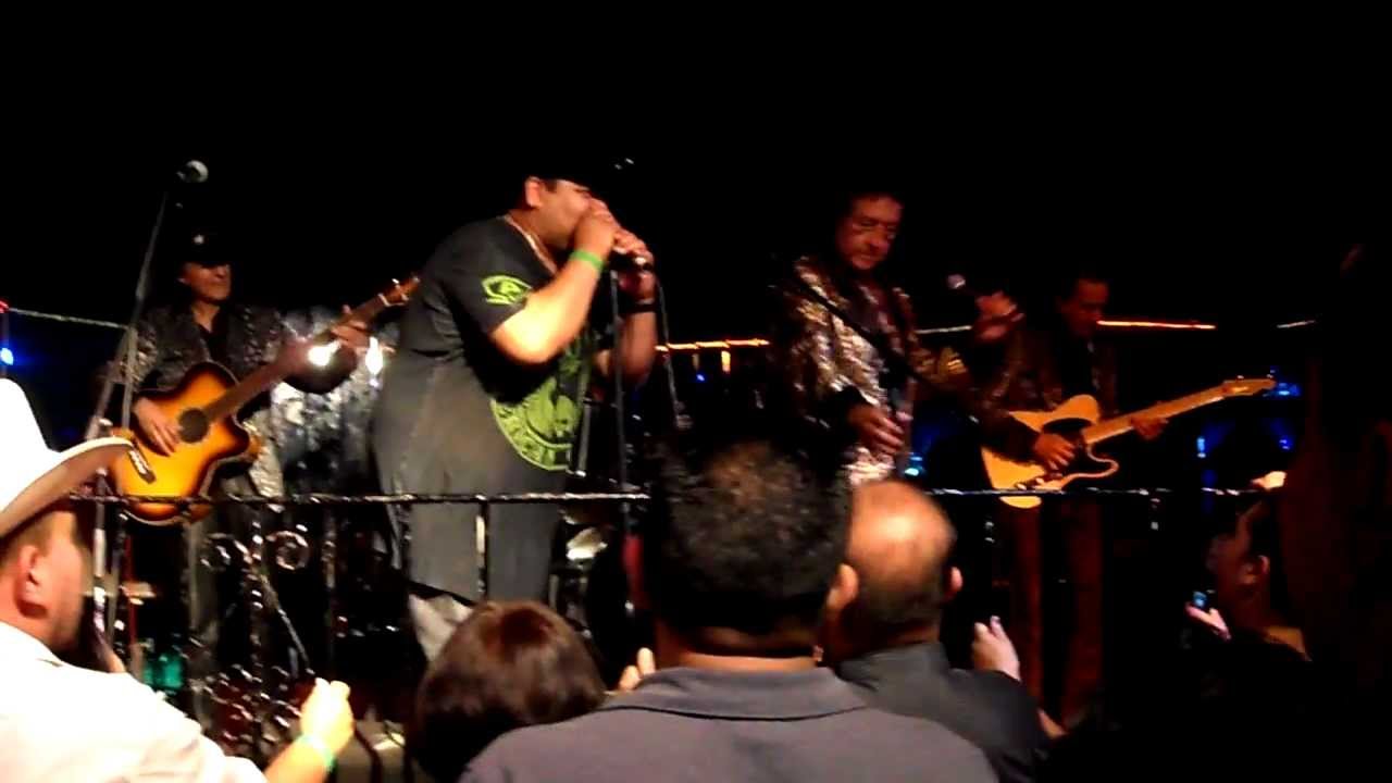 LOS FELINOS FLOR MORENA