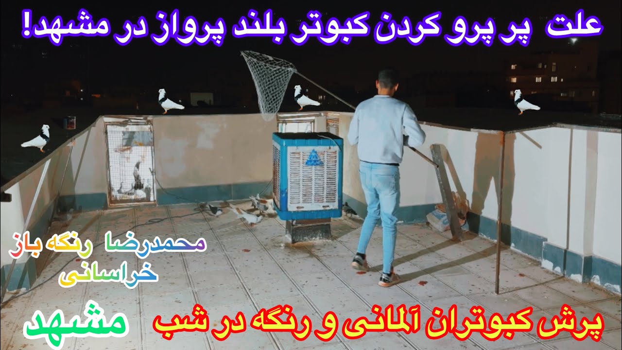 (قسمت ۱۸۶)پرش کبوتران آلمانی٫رنگه درشب٫چاشنی بازی٫اموزش کفتر بازی٫علت پر پرو کردن بلندپرواز در مشهد