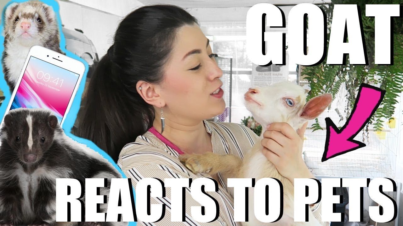 So Cute! BABY GOAT REACTS To My PETS (And Other Things)