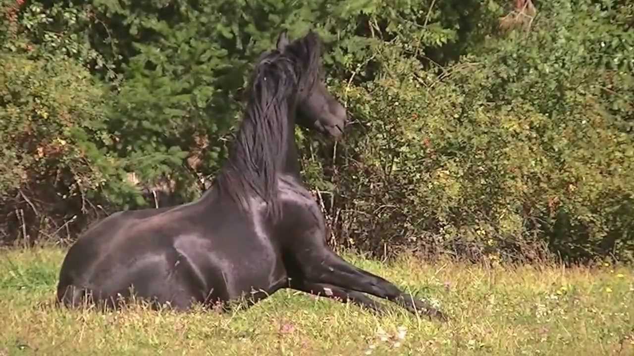 Midnight Stallion