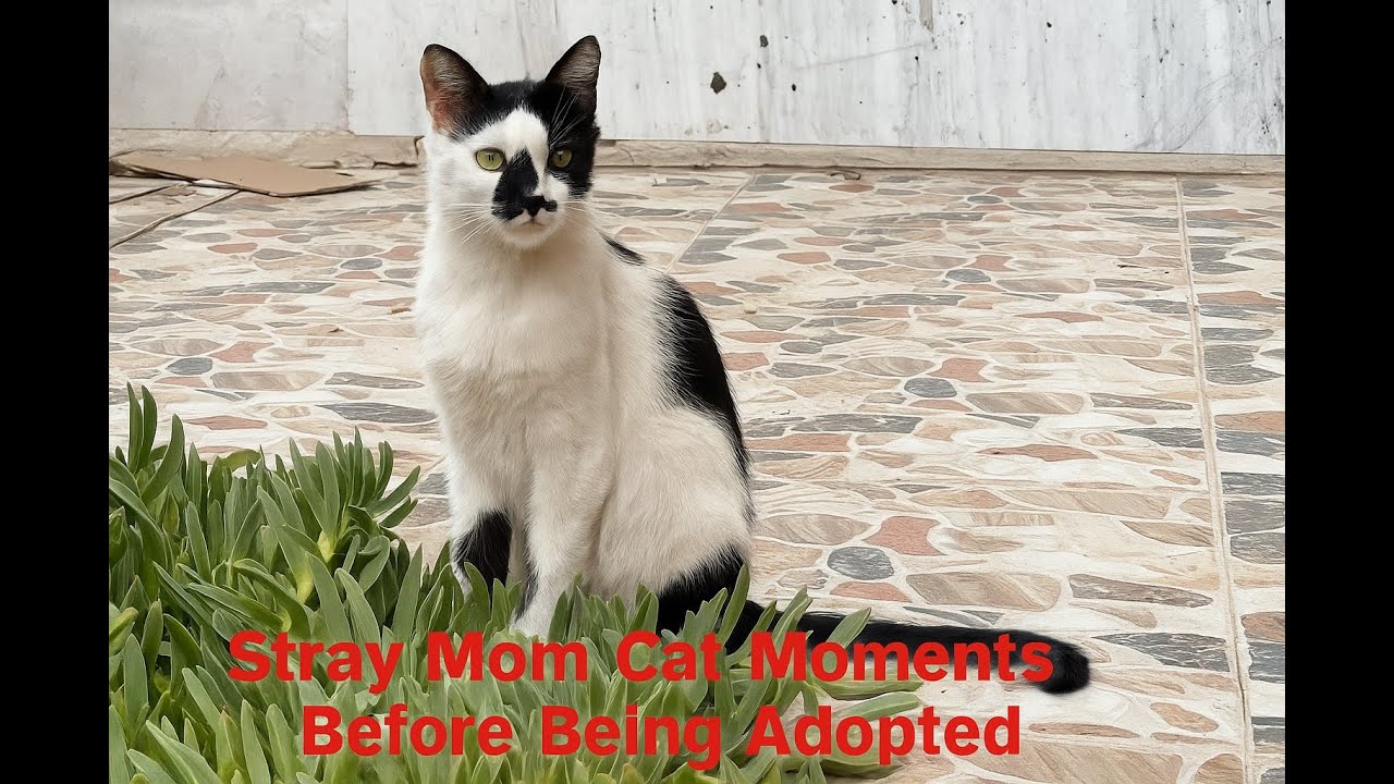 Stray Mom Cat Moments Before Being Adopted