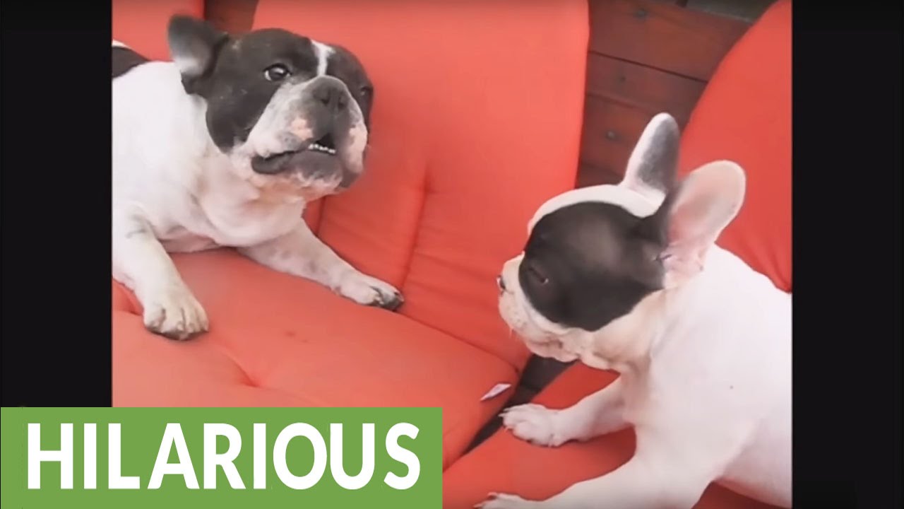 Hilarious French Bulldog barking compilation