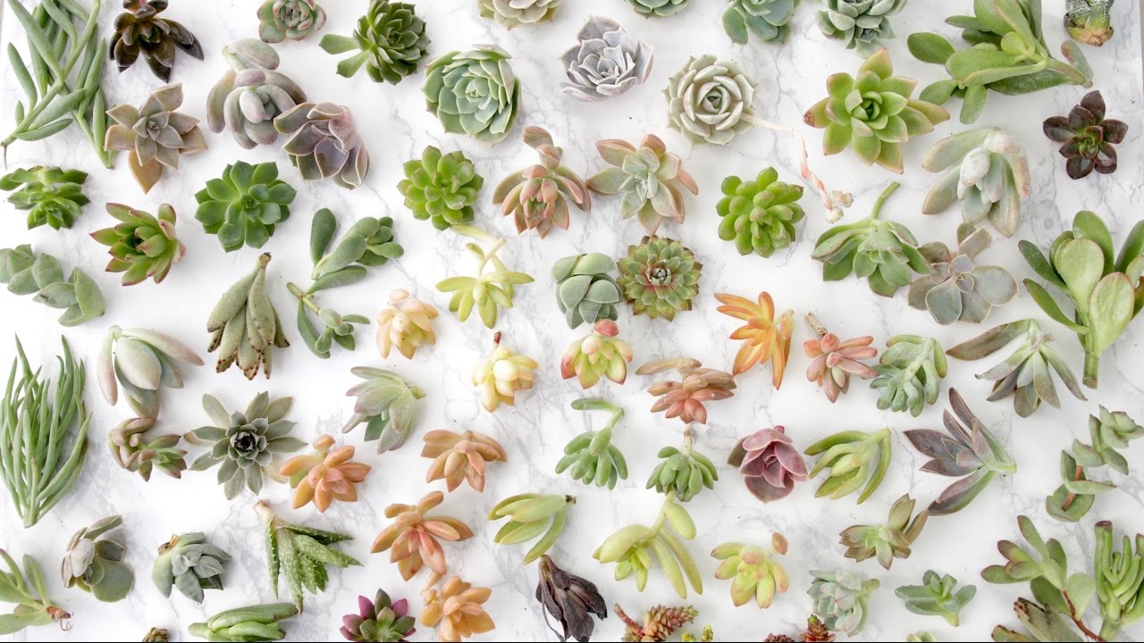 Succulent Unboxing // Garden Answer