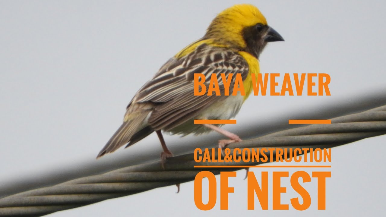 BAYA WEAVER❤️Call,Construction of nest💯Pune, Maharashtra...pls subscribe🙏