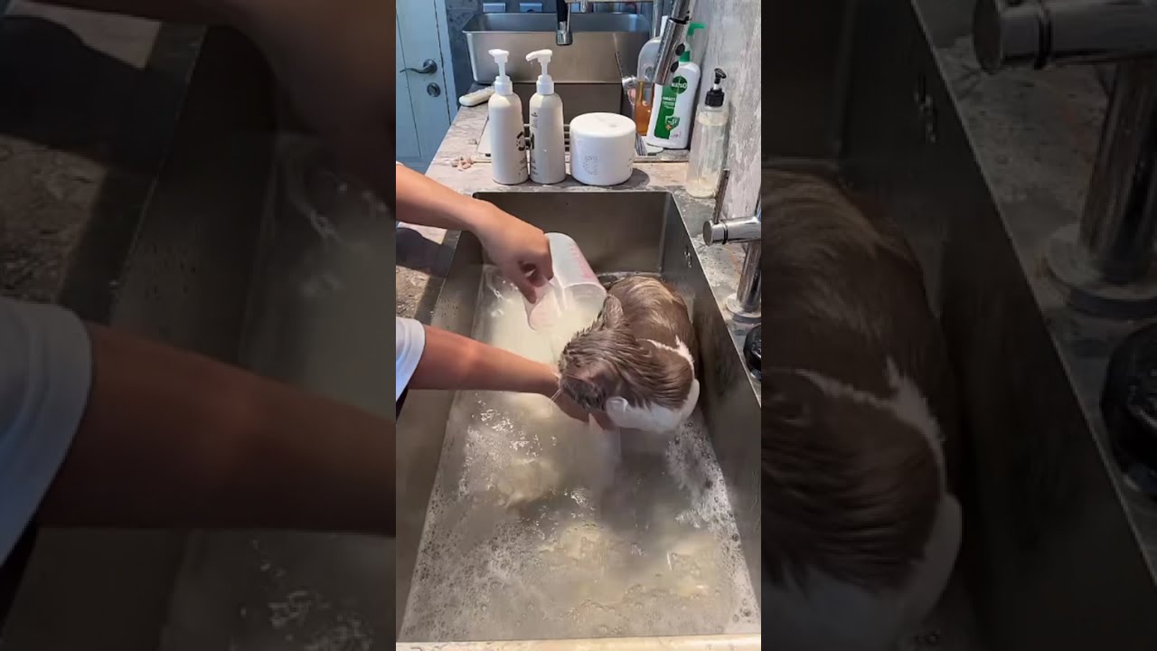 Proses Memandikan Kucing Agar Tetap Segar dan Ganteng