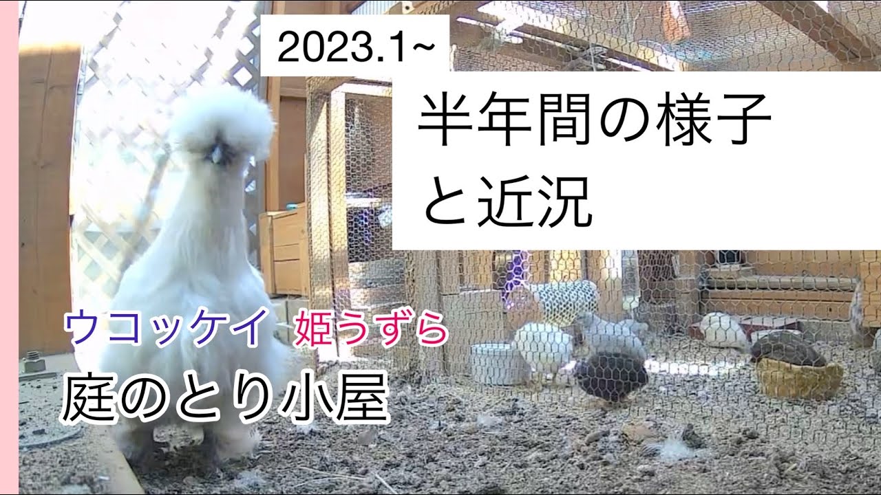 半年ぶりですm(._.)m お休み中のとり小屋の様子と姫うずらの近況など【ウコッケイと姫うずらが暮らす裏庭のとり小屋】