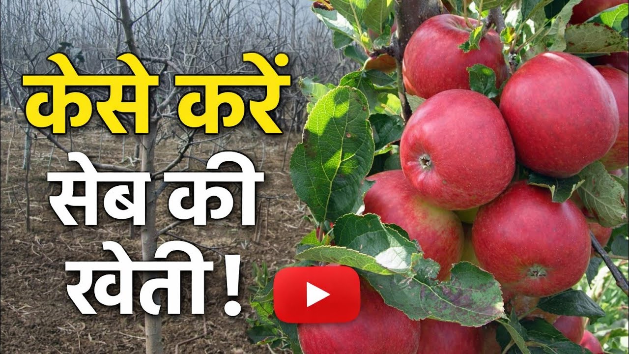 Gala varieties topgrafted on seedling #traditional plants 