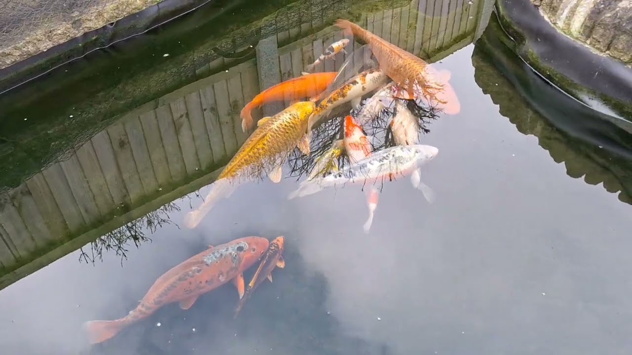 Job satisfaction is a great feeling 😁🫡🐟