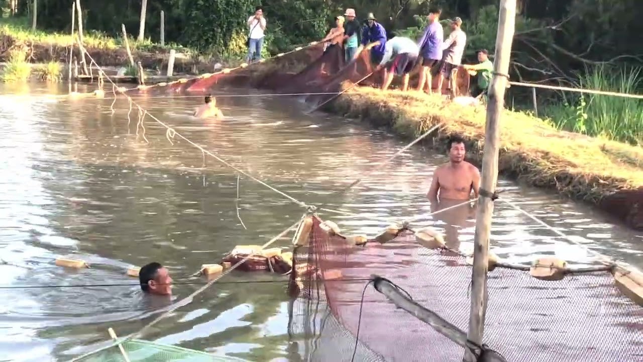 Cá trê vàng đầu năm lên giá 