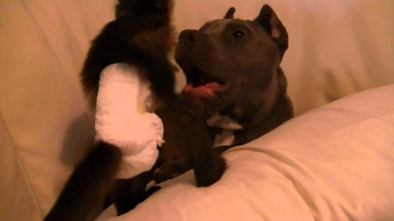 Capuchin Monkey Attacks Pitbull
