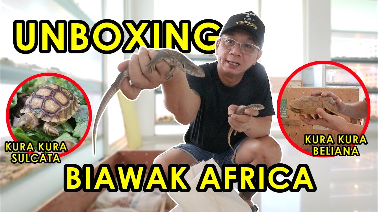 Sulcata Tortoise, Kinixys Beliana dan BIAWAK ASLI AFRICA, Berkepala T-REX | UNBOXING Shipment Africa