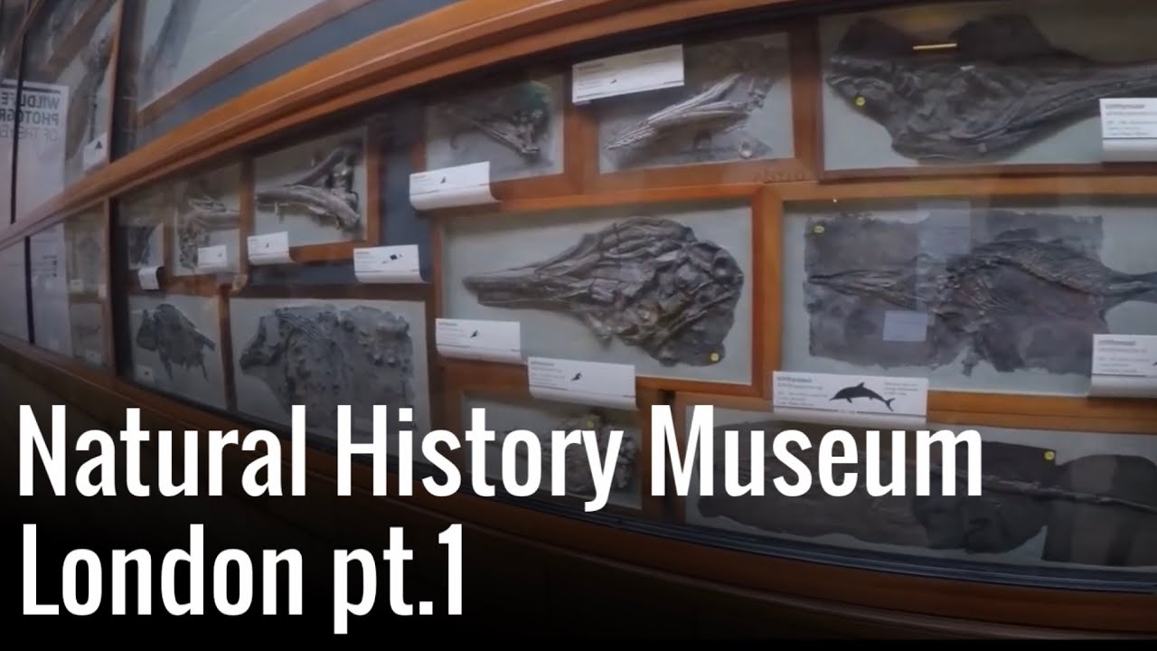 Natural History Museum di LONDRA - parte 1