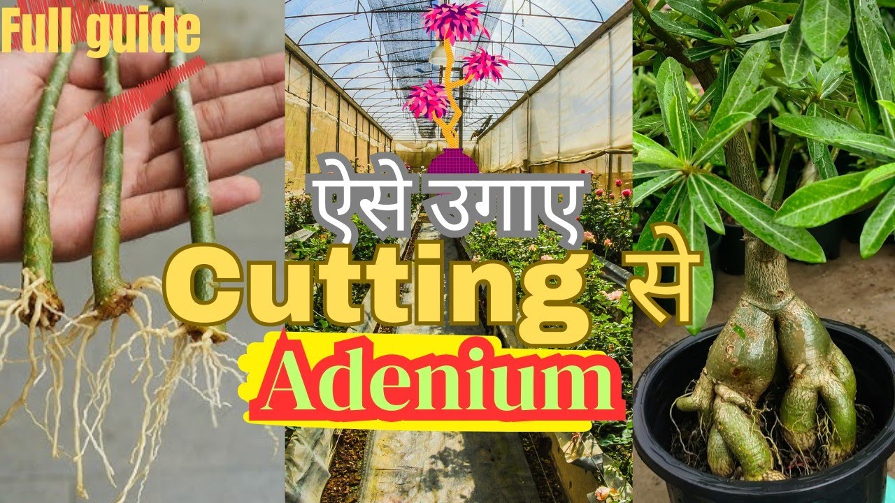 | Adenium care | “Cutting से Adenium कैसे लगाएँ | आसान और सफल तरीका” 